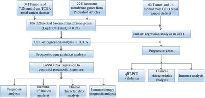 Characterization of the basement membrane in kidney renal clear cell carcinoma to guide clinical therapy